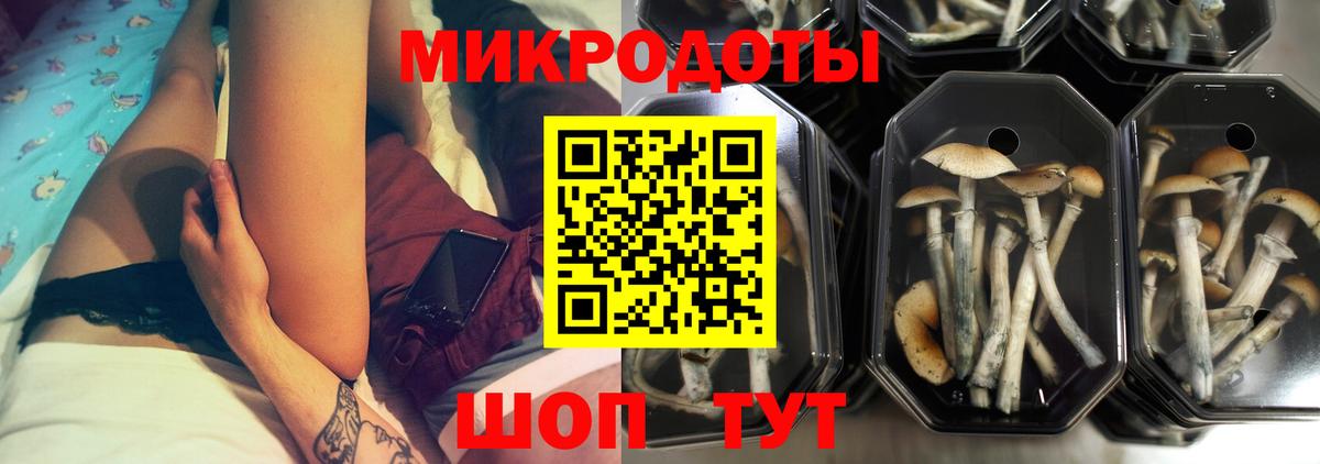 Псилоцибиновые грибы Psilocybine cubensis Апатиты